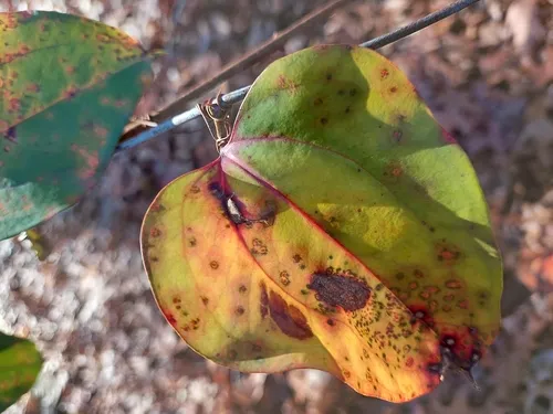 Puccinia smilacis
