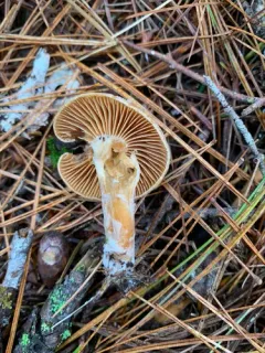 Cortinarius occidentalisagacitas thumbnail 2