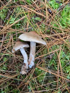 Cortinarius orasericeus thumbnail 3