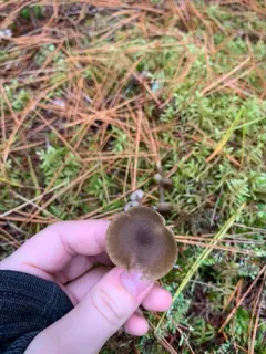 Clitocybe subditopoda thumbnail 3