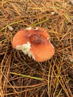 Russula fulvescens thumbnail 2