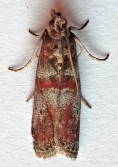 Willow Gall Inquiline Moth thumbnail 3