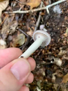 Cuphophyllus subviolaceus thumbnail 4