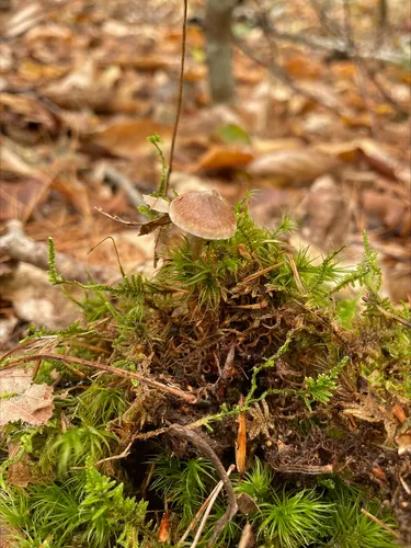 Cortinarius sporagnitus