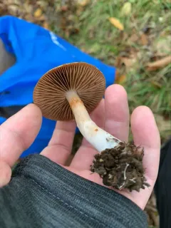 Cortinarius olididisjungendus thumbnail 1