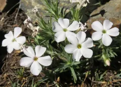 mountain phlox thumbnail 4