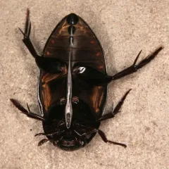 Hydrophilus ovatus thumbnail 2