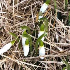 common snowdrop thumbnail 2