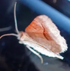 Vermilion Granite Moth thumbnail 2
