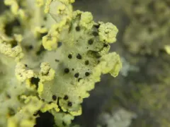 Abrothallus peyritschii thumbnail 1