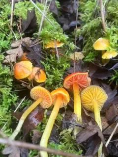 Glutinous Waxcap thumbnail 1
