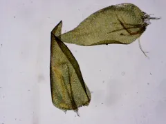 Hygrohypnum Moss thumbnail 2