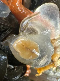 East Pacific Tunicate Flatworm thumbnail 4