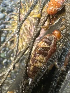 Boreochiton beringensis thumbnail 3