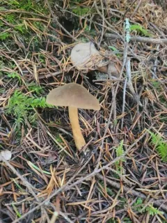 Cortinarius atrosquamosus thumbnail 2