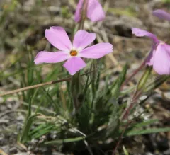 sagebrush phlox thumbnail 4