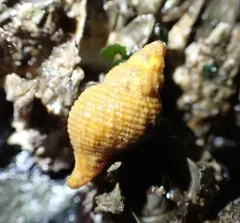Lurid Rocksnail thumbnail 2