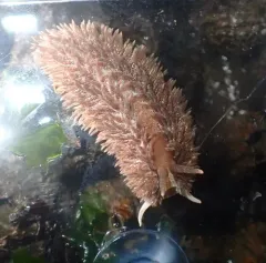 Warty Shag-rug Nudibranch thumbnail 2