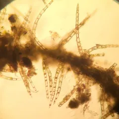 Hairy Threadwort thumbnail 3