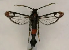 Northern Willow Clearwing Moth thumbnail 2