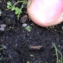 Common Crystalwort thumbnail 4