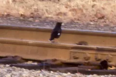 Crested Myna thumbnail 1