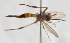 Stylogaster biannulata thumbnail 4