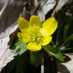 Winter Aconite thumbnail 4