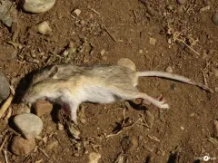 Olive-backed Pocket Mouse thumbnail 4