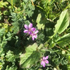 Redstem Stork's-bill thumbnail 2