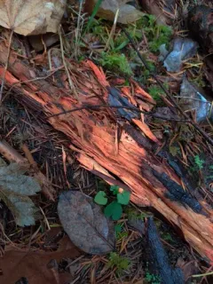 Phanerochaete sanguinea thumbnail 3