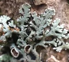 Black-foam Lichen thumbnail 2