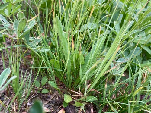 mountain bent grass