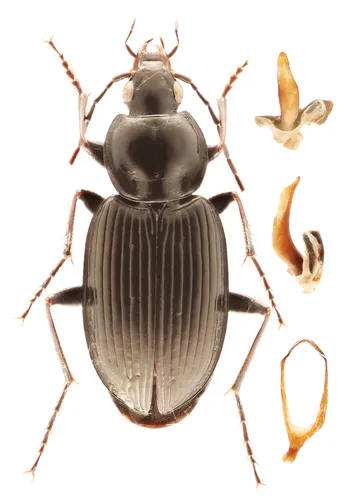 Agonum trigeminum