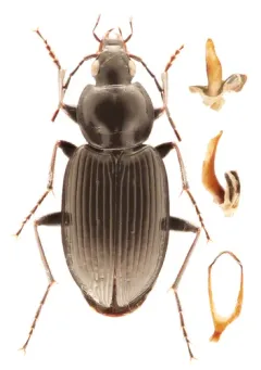 Agonum trigeminum thumbnail 1