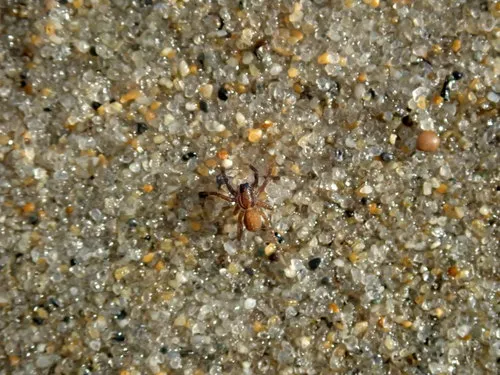 Trabeops aurantiacus