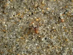 Trabeops aurantiacus thumbnail 1