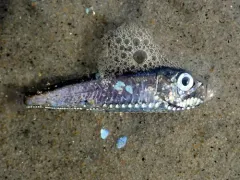 Atlantic Pearlside thumbnail 1