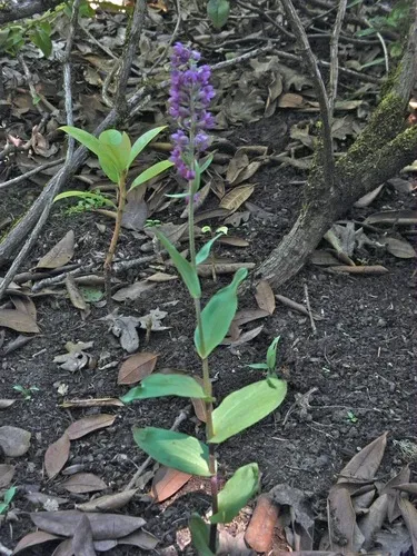 Dark-red Helleborine