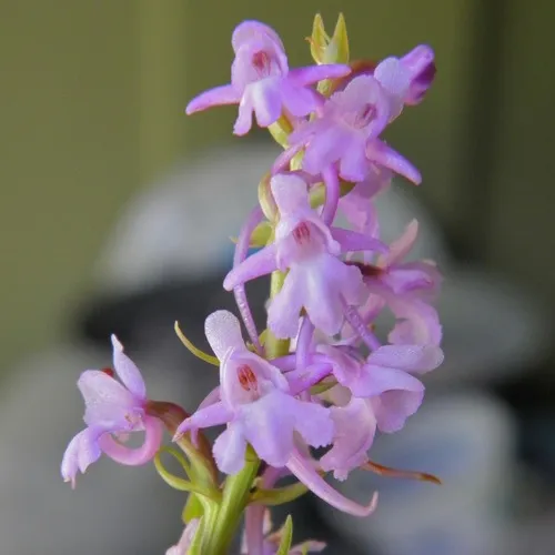 Fragrant Orchid