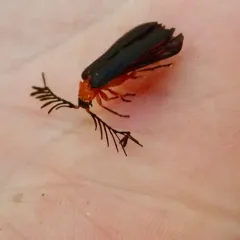 Douglas fir glow-worm thumbnail 3