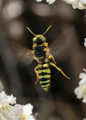 Philanthus ventralis