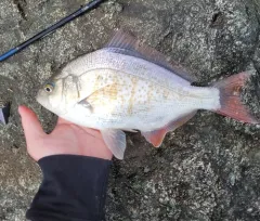 Redtail Surfperch thumbnail 2
