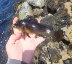 Rock Greenling thumbnail 2