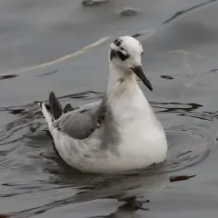 Red Phalarope thumbnail 2