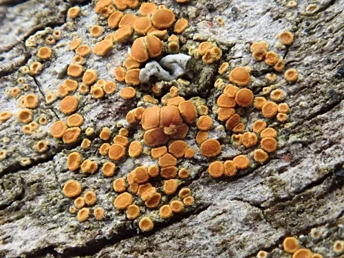 Firedot Lichen