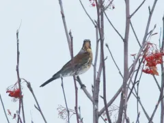 Fieldfare thumbnail 2