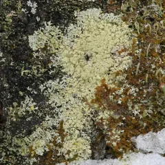 Green Starburst Lichen thumbnail 3