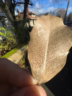 Holly Speckle thumbnail 3