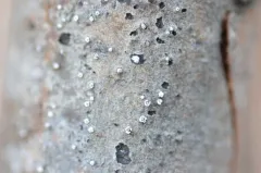 Cytospora nivea thumbnail 4